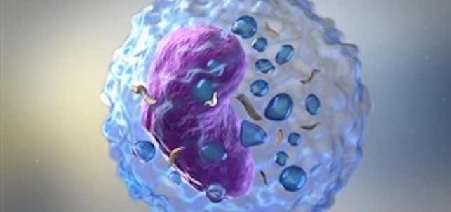 Ant&iacute;geno humano del leucocito. MASPALOMAS AHORA