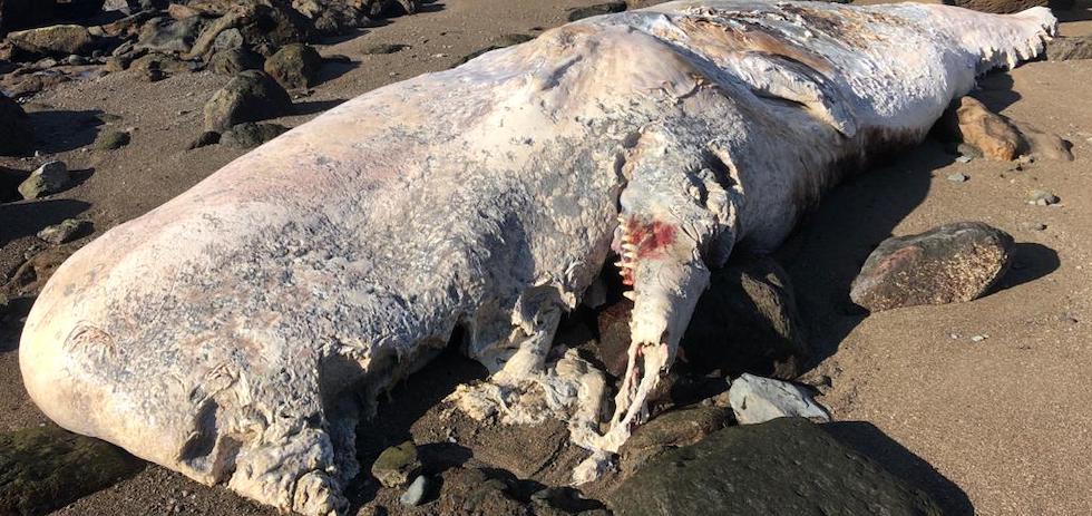 Cachalote muerto. MASPALOMAS AHORA