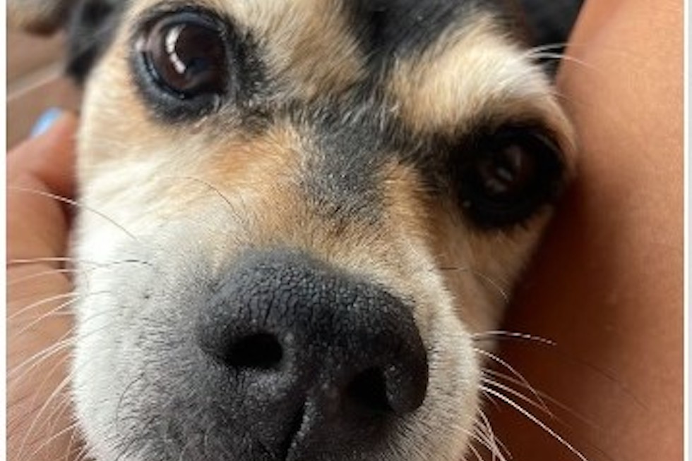 Lola, la perrita que padece un problema de ansiedad severa.