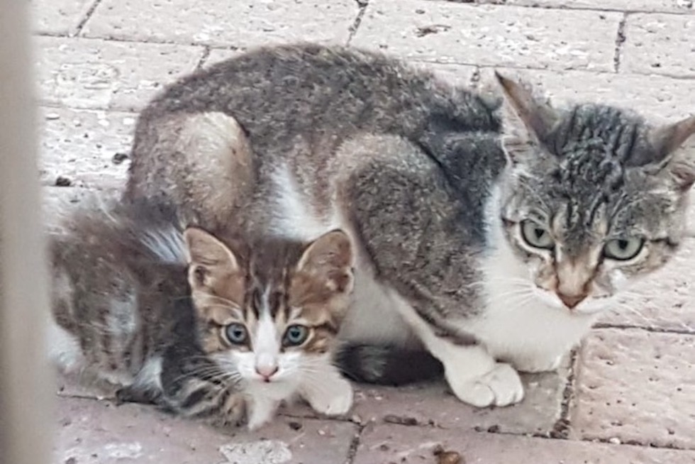 Dos gatos en la calle. Imagen de archivo
