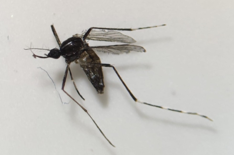 Ejemplar de mosquito Aedes Albopictus | Maspalomas Ahora