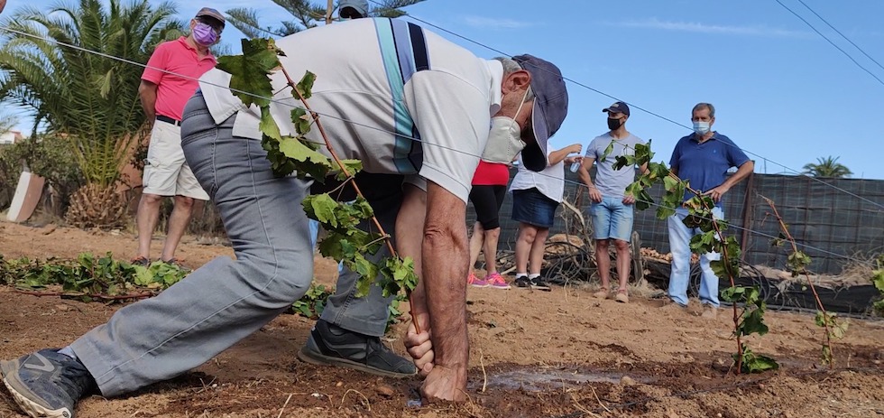 Cultivo de vi&ntilde;as.