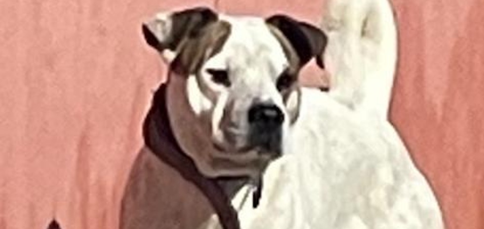 Uno de los perros que deambula por la zona | MASPALOMAS AHORA