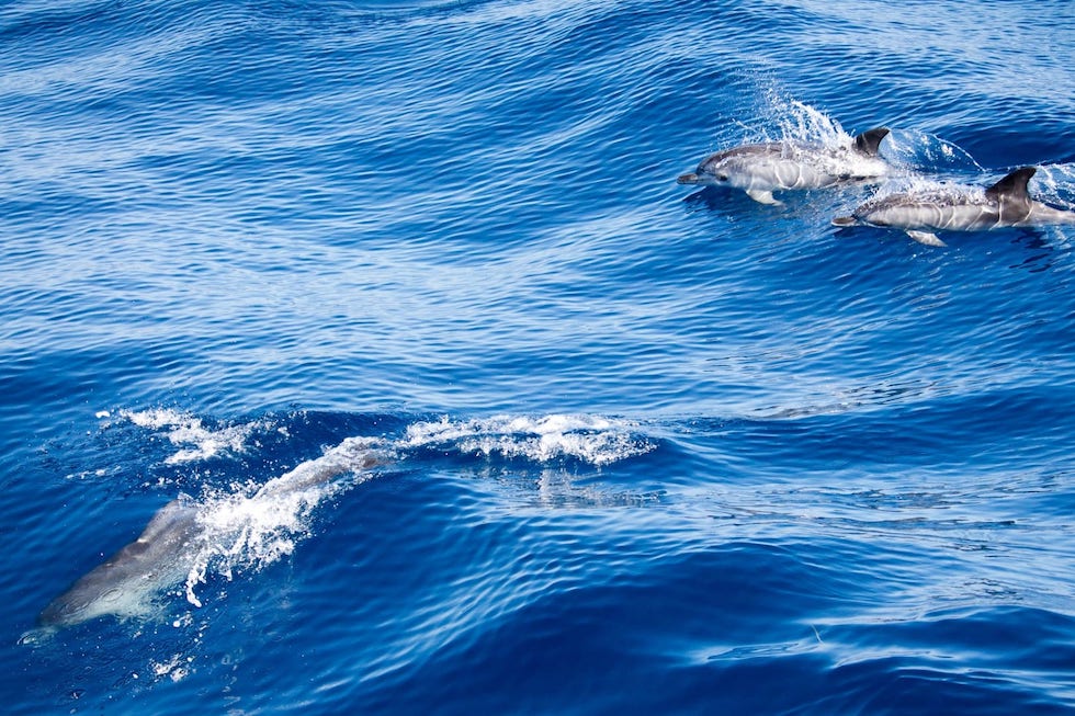 Delfines | ©Sebastian Scholl