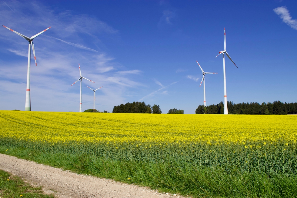 Proyecto Soy Canary Green. Maspalomas Ahora