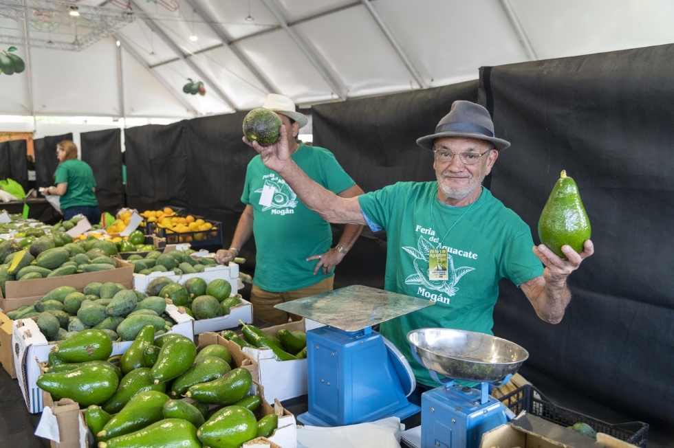 VIII Feria del Aguacate de Mogán