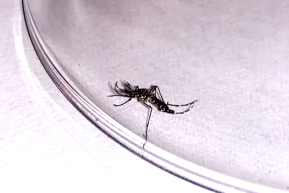 Mosquito Aedes Aegypti