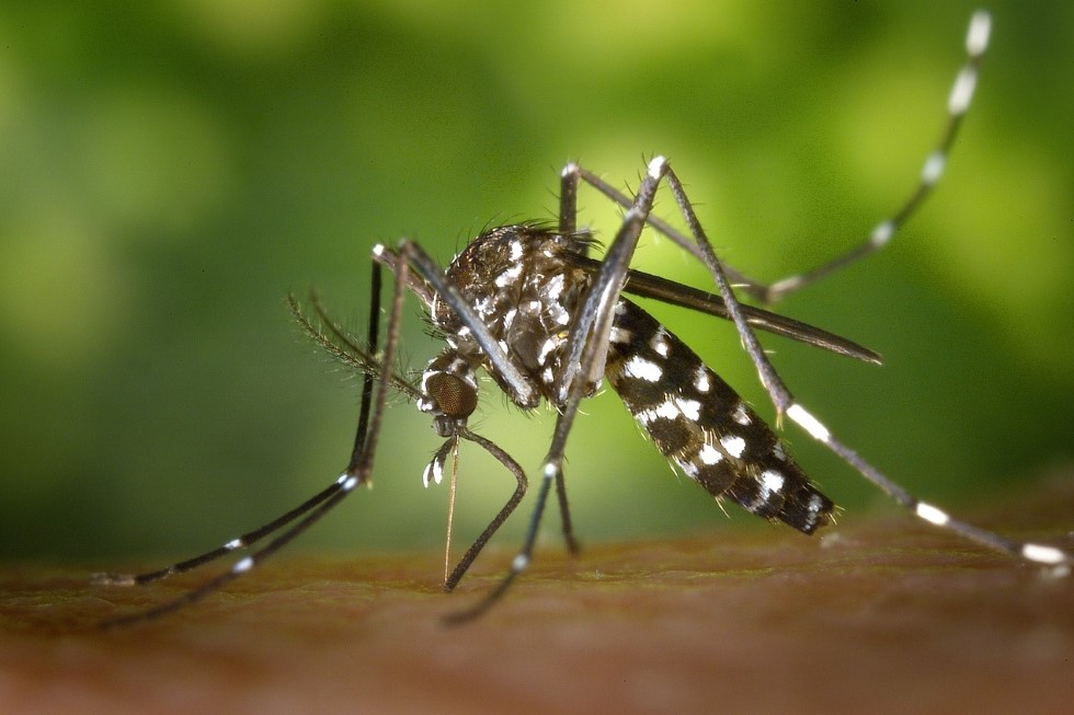 Mosquito "Aedes"