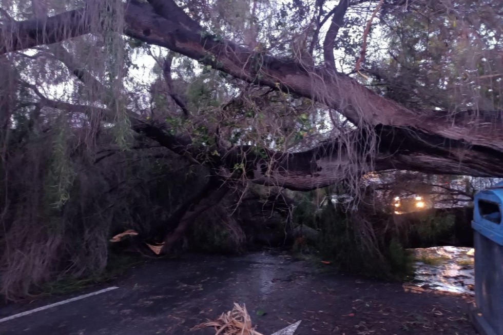 &Aacute;rbol ca&iacute;do en Gran Canaria tras la borrasca Emilia. RR.SS. | Maspalomas Ahora