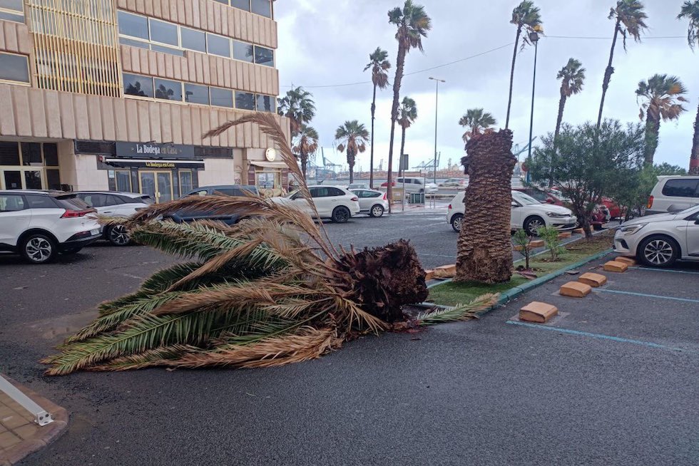 Caída de árboles en Las Palmas de Gran Canaria | Maspalomas Ahora