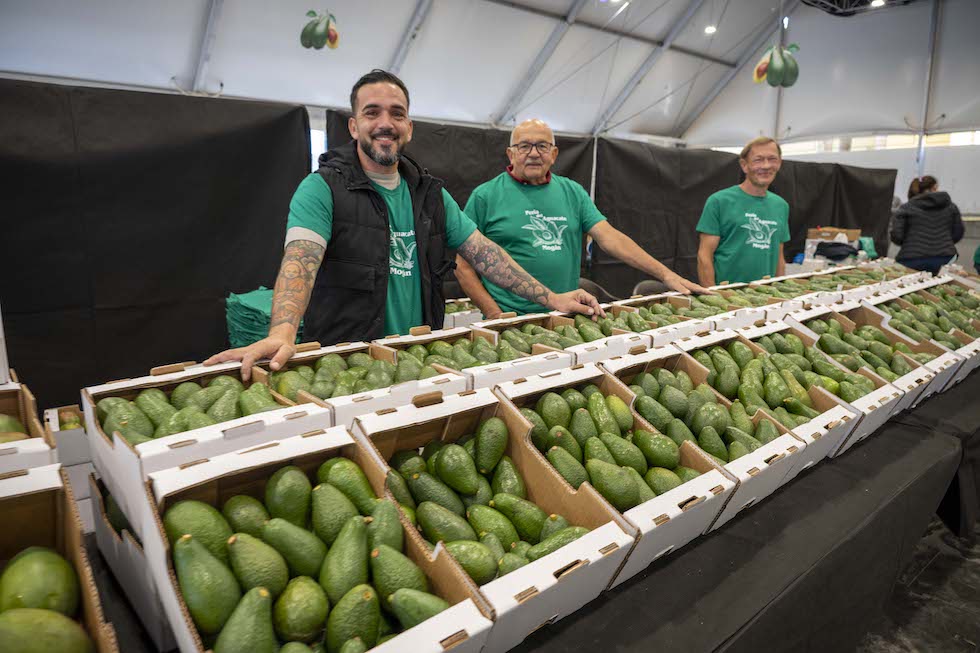 Exposici&oacute;n de los aguacates | Maspalomas Ahora